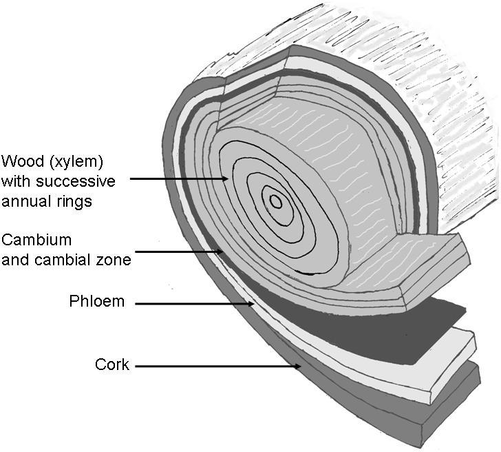 internal structure of a tree stem, with wood, cambium, phloem, and bark