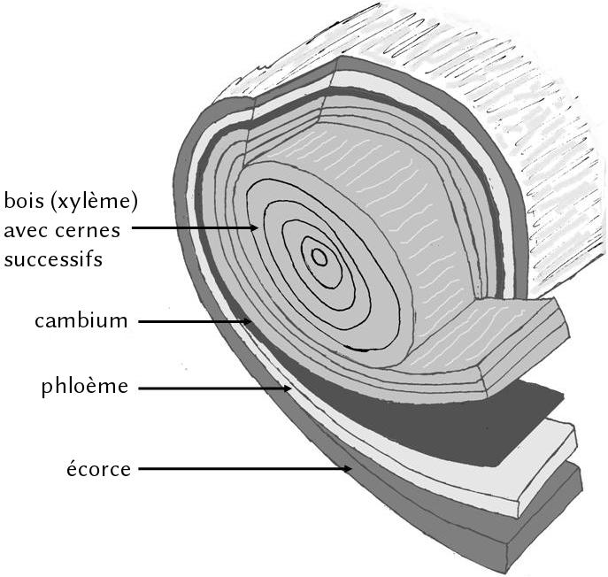 écorché d'un tronc d'arbre représentant le bois, le cambium, le phloème et l'écorce