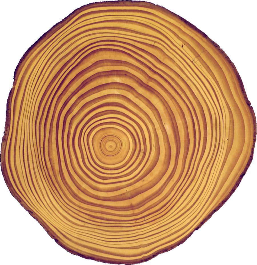 cross-section of a Douglas fir stem, with visible concentric growth rings